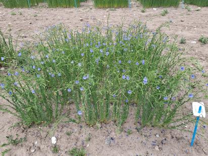 Click for 1 image(s) for this accession.